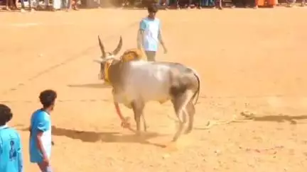 காளையார்கோவில்: காளையார்கோவிலில் வடமாடு மஞ்சுவிரட்டு 4 பேர் காயம்