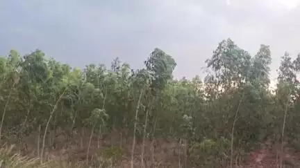 சிவகங்கை: யூகலிப்டஸ் மரங்களை நெடுங்குளம் கிராமத்தில் அகற்ற கோரிய மனு வனத்துறைக்கு அதிகாரம் இல்லை என நீதிமன்றத்தில் பதில்