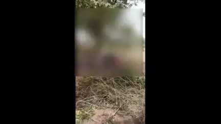 गुनौर: विक्रमपुर में पत्ती काटते समय करंट लगने से 55 वर्षीय व्यक्ति की मौत