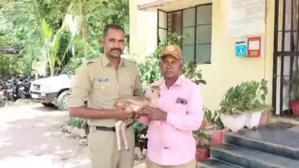 ಕುಂದಗೋಳ: ಚಿಗರಿ ಮರಿಯನ್ನು ಕುಂದಗೋಳ ತಾಲೂಕಿನ ಬೆಟ್ಟದೂರು ಗ್ರಾಮದಲ್ಲಿ ರೈತ ರಕ್ಷಸಿ ಅರಣ್ಯ ಇಲಾಖೆ ಸಿಬ್ಬಂದಿಗೆ ಒಪ್ಪಿಸಿದ್ದಾನೆ