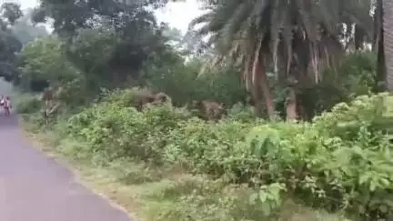 ঝাড়গ্রাম: বিন্দাবনপুরে দল হাতির হানায় ক্ষতি হল প্রায় এক বিঘা জমির বাঁশ বাগান