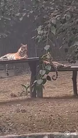 A rare, captivating moment in the wild!  #TigerVibes #WildlifeMagic #NatureLovers #BigCatEnergy