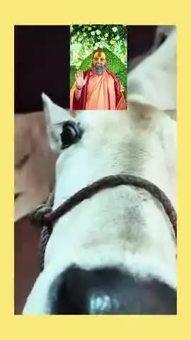 गुरू और गौमाता की देखौ ऐक्ई राश ।।
गौमाता गुरू सें भी होतीं हैं खाश ।।
