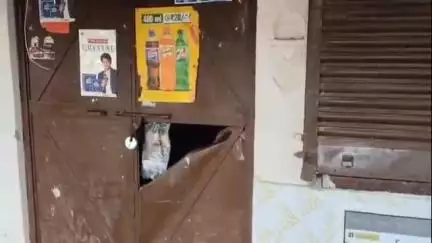 पाली: शहर के सुमेरपुर मार्ग पर अज्ञात चोरों ने एक साथ 3 दुकानों के ताले तोड़कर की चोरी, सीसीटीवी फुटेज में दो आरोपी दिखाई दिए