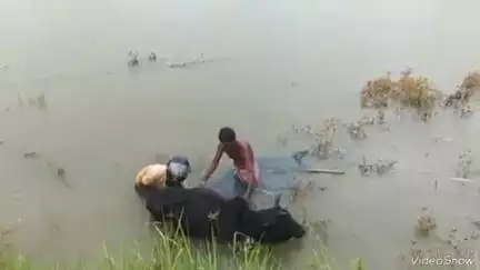 বিশালগড়: অরবিন্দনগর-কৈয়াডেপা সীমান্ত এলাকায় গভীর জল থেকে গবাদি পশুকে উদ্ধার করল স্থানীয়রা