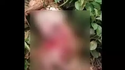 സുൽത്താൻബത്തേരി: ചീരാലിൽ വീണ്ടും പുലിയുടെ ആക്രമണം, വളർത്തുനായയെ കടിച്ചുകൊന്നു