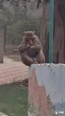 Nature's snack time at its finest! #MonkeyLife #NatureLover #WildAnimals #TreeClimbing #JungleVibes #AnimalReel
