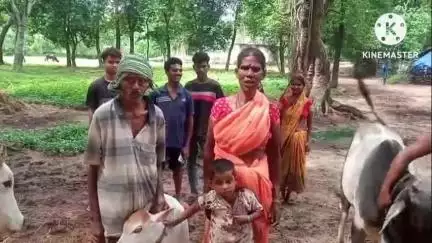 घाघरा: गुनिया निवासी व्यक्ति ने 2 मवेशी चोरी होने पर घाघरा थाना में दिया लिखित आवेदन