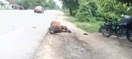 लंभुआ: देहात कोतवाली के पकड़ी गांव के पास बीती रात ट्रक की टक्कर से एक साड़ की मौत, बुलेट सवार दो पुलिसकर्मी भी हुए घायल