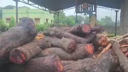 বারাবনী: লালগঞ্জে অবৈধ কাঠগোলায় বন দফতরের অভিযান,বিপুল পরিমাণে বাজেয়াপ্ত কাঠ