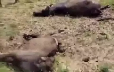 करछना: बलापुर गांव में 11 हजार वोल्ट का तार अचानक टूटकर गिरने से नीचे बंधी दो भैंसों की हुई मौत, ग्रामीणों में आक्रोश