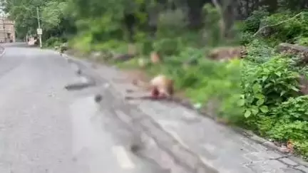 चित्तौड़गढ़: दुर्ग मार्ग पर नीलगाय के बच्चे का शव मिलने से मचा हड़कंप, वन विभाग को दी गई सूचना