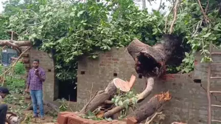বলরামপুর: খেঁকরিডি গ্রামে গাছ ভেঙে বাংলার আবাস যোজনার নির্মীয়মান বাড়ি ভেঙে পড়লো, দুশ্চিন্তায় অসহায় বৃদ্ধা