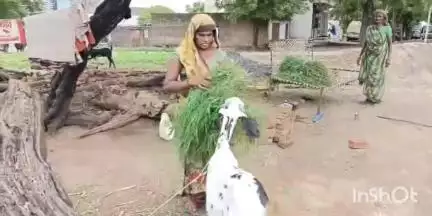 गंधवानी: लोहारी में बुजुर्ग महिला के पीएम आवास को लेकर नेता प्रतिपक्ष उमंग सिंगार ने सीएम से की मांग