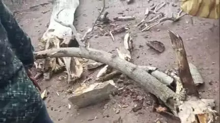 কোলাঘাট: কোলাঘাট বাজারে বড় শুকনো গাছ ভেঙে পড়ে একাধিক গাড়ি ও বাড়ি ক্ষতিগ্রস্ত সেই সময় মানুষ না থাকায় রেহাই#jansamasya