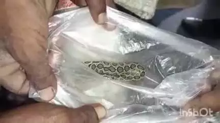 बहराइच: शिवराज टेपरा की महिला को साप ने काटा, बोली- इसी ने मुझे काटा है, इलाज कर दीजिए, सांप लेकर मेडिकल कॉलेज पहुंची