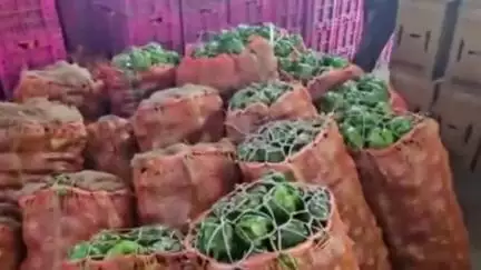 सोलन: सब्जी मंडी सोलन में शिमला मिर्च ने किसानों को किया मालामाल, मिले बेहतर दाम