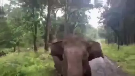 ஆனைமலை: டாப்ஸ்லிப் பகுதியில் சுற்றுலாப் பயணிகள் வாகனத்தை துரத்திய காட்டு யானை அதிர்ஷ்டவசமாக உயிர் தப்பிய சுற்றுலாப் பயணி  சமூக வலைதளங்களில் வைரல் வீடியோ