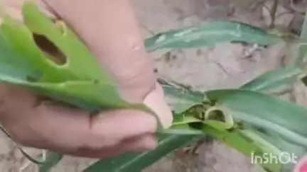 कंडाघाट: मक्की की फसल में सैनिक कीट के नियंत्रण के लिए कंडाघाट में किसान डॉ. अनुराग से कर सकते हैं संपर्क