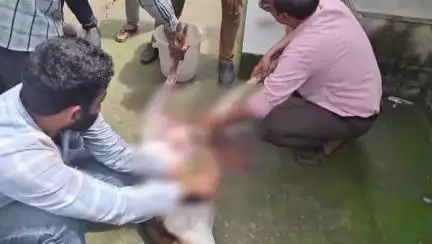 बागली: जंगली कुत्तों के हमले में घायल हिरण ने तोड़ा दम, किया गया अंतिम संस्कार