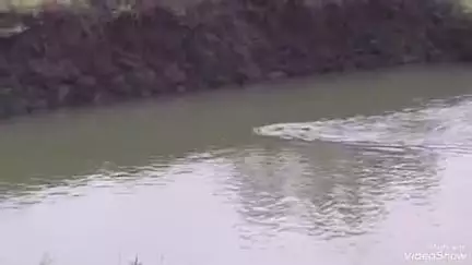 बेगमगंज: बेगमगंज में खेत में नाग-नागिन के जोड़े को जलक्रीड़ा करते देख ग्रामीणों ने, वीडियो हुआ वायरल