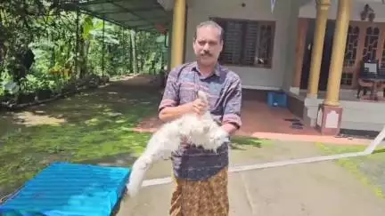 സുൽത്താൻബത്തേരി: പുൽപ്പള്ളി സീതാമൗണ്ട് പറുദീസ കവലയിൽ ചെന്നായ കൂട്ടം വളർത്തു പൂച്ചയെ കൊന്നു