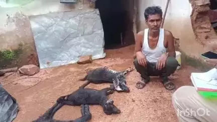 अजयगढ़: अजयगढ़ के खोय मोहल्ले में तेंदुए ने घर में घुसकर तीन बकरियों का किया शिकार, पन्ना टाइगर रिजर्व की टीम मौके पर