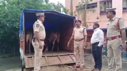 అదిలాబాద్ అర్బన్: పశువులను నిర్లక్ష్యంగా రహదారులపైకి వదిలే యజమానులపై చట్టరీత్యా చర్యలు తీసుకుంటాం: DSP జీవన్ రెడ్డి