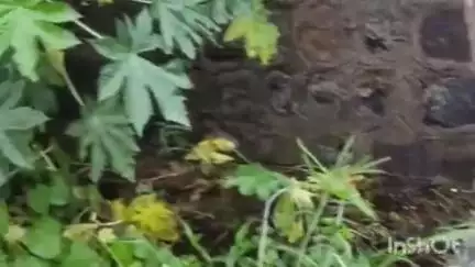 रिसोड: धोडप बू येथे दलित वस्ती च्या सांडपाण्याचे नियोजन करा ग्रामस्थांची ग्रामपंचायत कार्यालयाकडे निवेदनाद्वारे मागणी