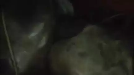 अन्ता: अंता पुलिस ने हरियाणा नंबर के ट्रक में ले जाई जा रही 38 भैंसों को पकड़ा, ट्रक चालक और उसके 2 साथियों को हिरासत में लिया