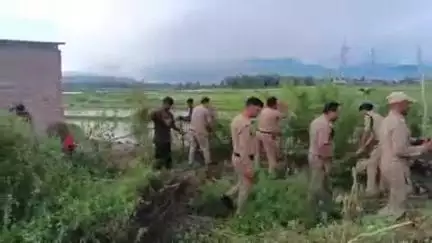 विकासनगर: कुंजा ग्रांट में पुलिस ने भांग के पौधे किए नष्ट
