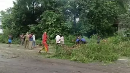पटमदा: पटमदा में भारी बारिश से बिजली तार पर गिरा पेड़, प्रशासन ने तुरंत कार्रवाई की