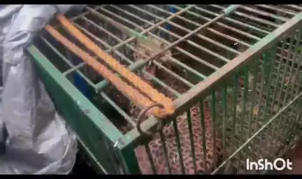 सावंतवाडी: मळेवाड-कोंडुरे येथील हल्लेखोर बिबट्याचे उपचारादरम्यान सातारा कराड येथे निधन : गँगरीन झाल्याचा अंदाज; वनविभागाची माहिती