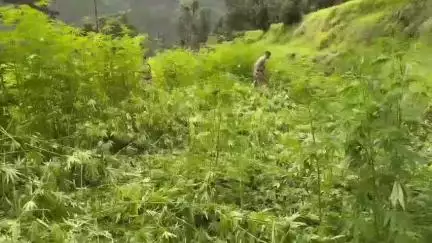 डीडीहाट: थाना कनालीछीना पुलिस ने ग्राम ख्वातड़ी में अवैध रूप से की जा रही भांग की खेती को किया नष्ट