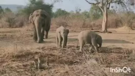 नरैनी: पन्ना रिजर्व टाइगर की सुप्रसिद्ध हथिनी वतसला का हुआ अंतिम संस्कार, सीएम ने दी श्रद्धांजलि