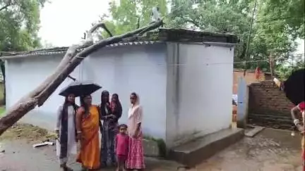 मांडर: लगातार तीन दिनों से हो रही बारिश के कारण सुरेन्द्र तुरी के घर पर गिरा पेड़