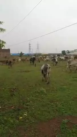 ग्राम पंचायत कोलुआ में दो दो गौशाला होने के बाद भी गौवंश रोड़ पर घूमने को मजबूर