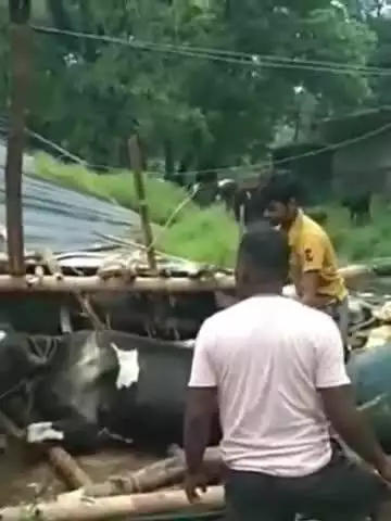चान्हो: हूरहरी में लगातार बारिश से गिरा गाय शेड, कई गाय दबीं