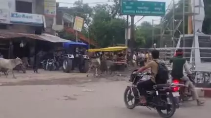 मऊरानीपुर: गरौठा चौराहे के पास सांडों के बीच वर्चस्व की लड़ाई, बीच सड़क पर दिखे सांड, लोग दहशत में, वीडियो वायरल