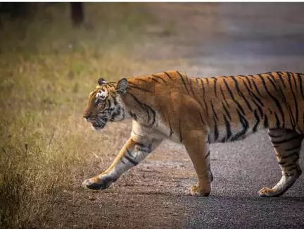 अब बाघ के जंगल की सीमा लांघते ही मिलेगा अलर्ट, उत्तराखंड में अपनाई जाएगी हाईटेक टेक्नोलॉजी