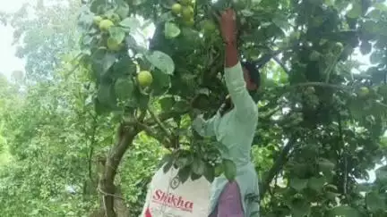 चम्पावत: रीप ग्रामोत्थान के सहयोग से चंपावत की 500 महिलाएं फलों से बने वाइन व्यवसाय में बनीं साझेदार, 35 समूहों से जुड़ीं