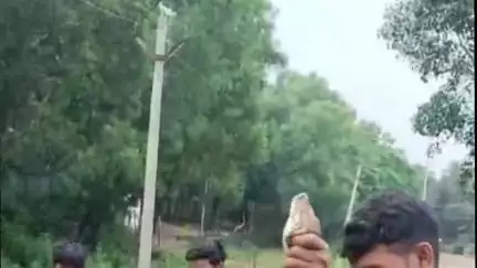 चक्रधरपुर: चक्रधरपुर के भरनिया गांव में निकला 8 फीट का अजगर, ग्रामीणों ने पकड़कर वन विभाग को सौंपा