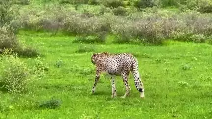 Cheetahs Agni and Vayu after hunting and enjoying a full meal in the grassland of Kuno National Park