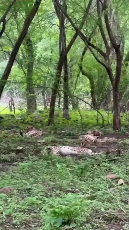 18-month-old male cubs of Cheetah Aasha have formed a coalition; resting after a hunt and meal in the wilderness of Kuno