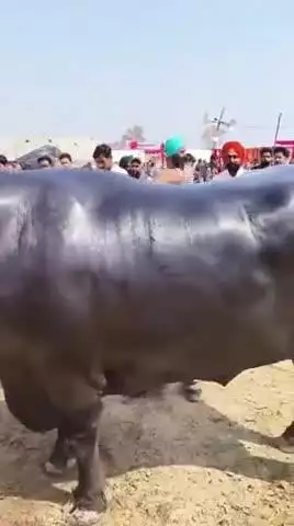 यह भैंसा मात्र 23 करोड़ कीमत का है....🥱🥱🥱🥱