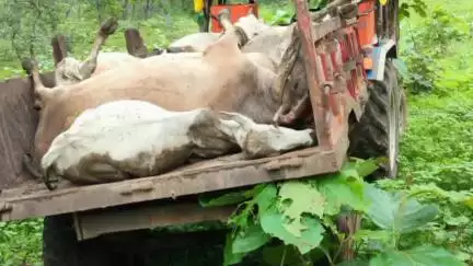 उदयनगर: बधावा घाट पर अज्ञात वाहन ने गोवंशों को कुचला, 7 की मौत, 2 गंभीर घायल; काटाफोड थाना क्षेत्र में हादसा