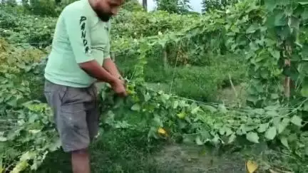 বিজনী ভাগ: নিশা ১ নং চিকাঝোৰাত বনৰীয়া হাতীৰ তাণ্ডৱ  ১ নং চিকাঝোৰাত জনালে সংবাদ মাধ্যমক