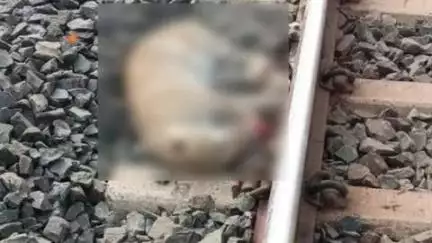रायसेन: भदभदा के जंगल में ट्रेन से टकराकर युवा तेंदुए की मौत, भोपाल में हुआ पोस्टमार्टम
