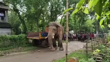 গড়বেতা ২: হাতিকে জঙ্গলে ভিতরে ঢুকে উত্ত্যক্ত করছে, তেড়ে আসছে হাতি মাগুরাশলের ভিডিও ভাইরাল
