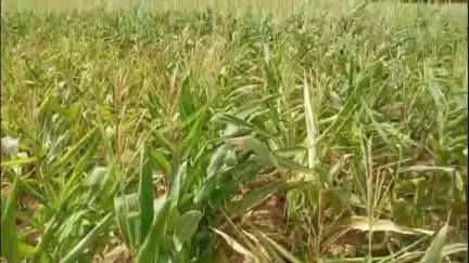 ಚಳ್ಳಕೆರೆ: ಕಳಪೆ ಬೀಜದಿಂದ 2 ಎಕರೆ ಮೆಕ್ಕೆಜೋಳದ ಬೆಳೆ ನಾಶ; ಸಾಣಿಕೆರೆಯಲ್ಲಿ ರೈತ ನಿಂಗಪ್ಪ ಆಕ್ರೋಶ#localissue